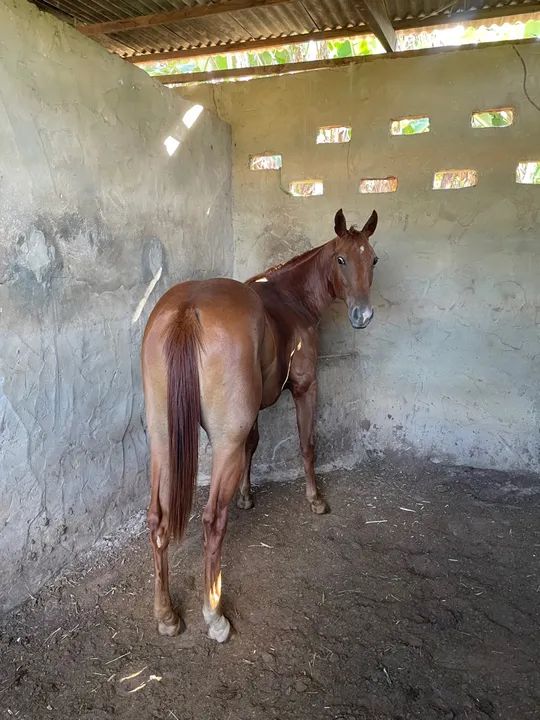 Potra Quarto de Milha PO - Foto 3