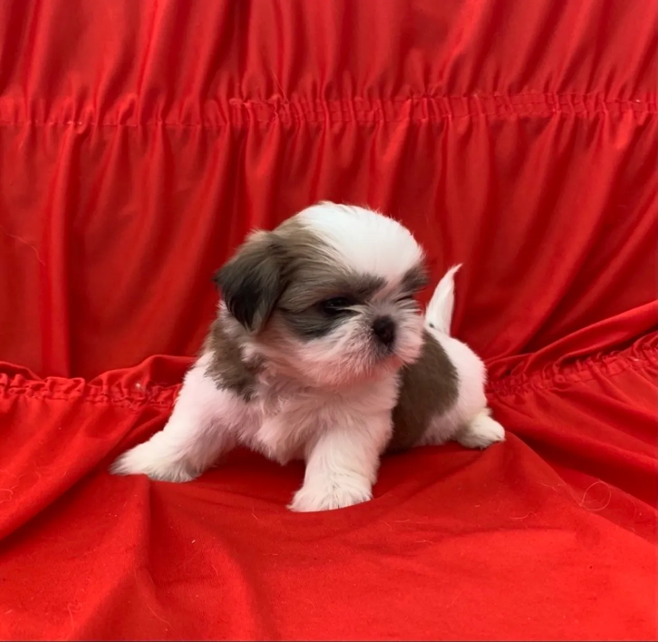 Lindos filhotes de Shih-tzu - 12x nos cartões
