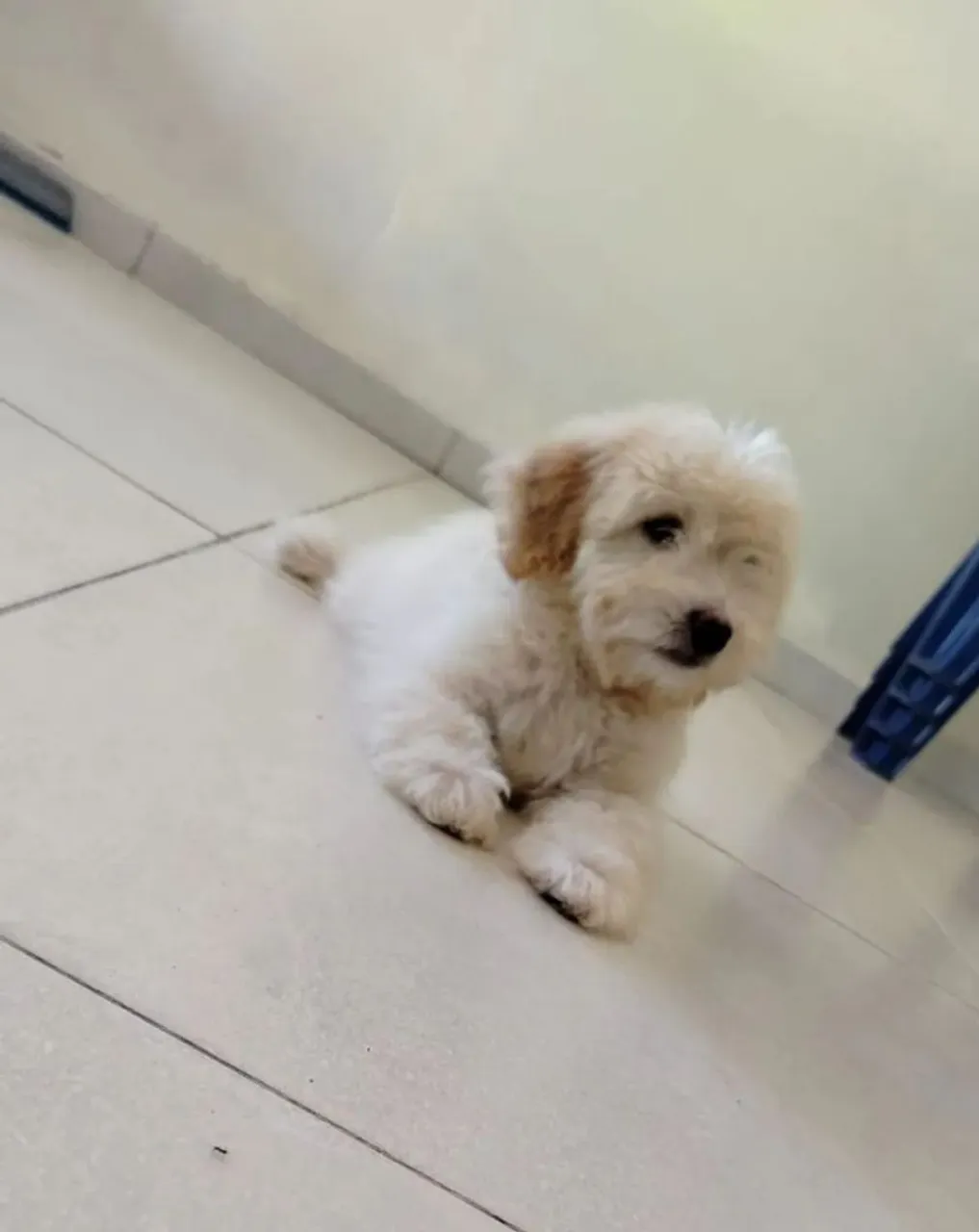 Filhote de Poodle número 1 fêmea já vacinada vermífugada