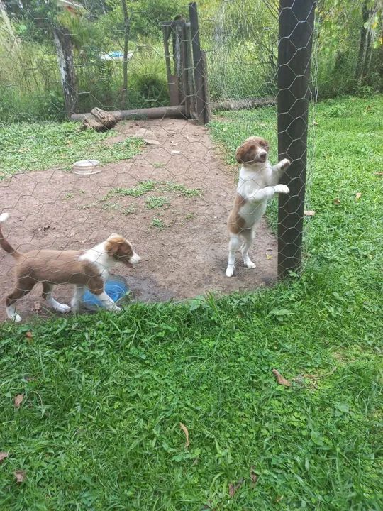 Filhotes de border collie  - Foto 3