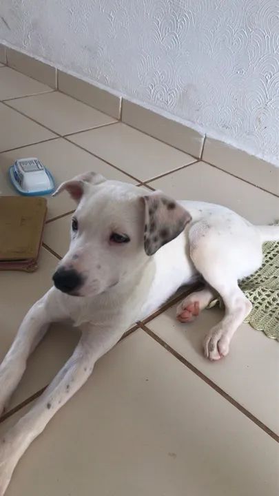 Vira lata porte médio  - Foto 2