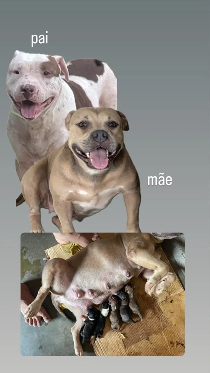 Filhotes de Pitmonster com bully poket