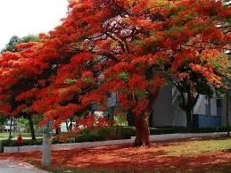 Mudas de Flamboyant 