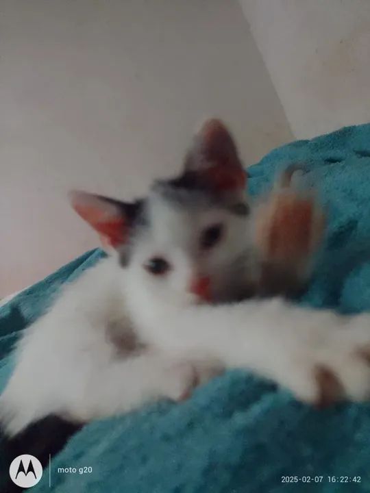 !Doação De Gato Branco Filhote!  - Foto 2