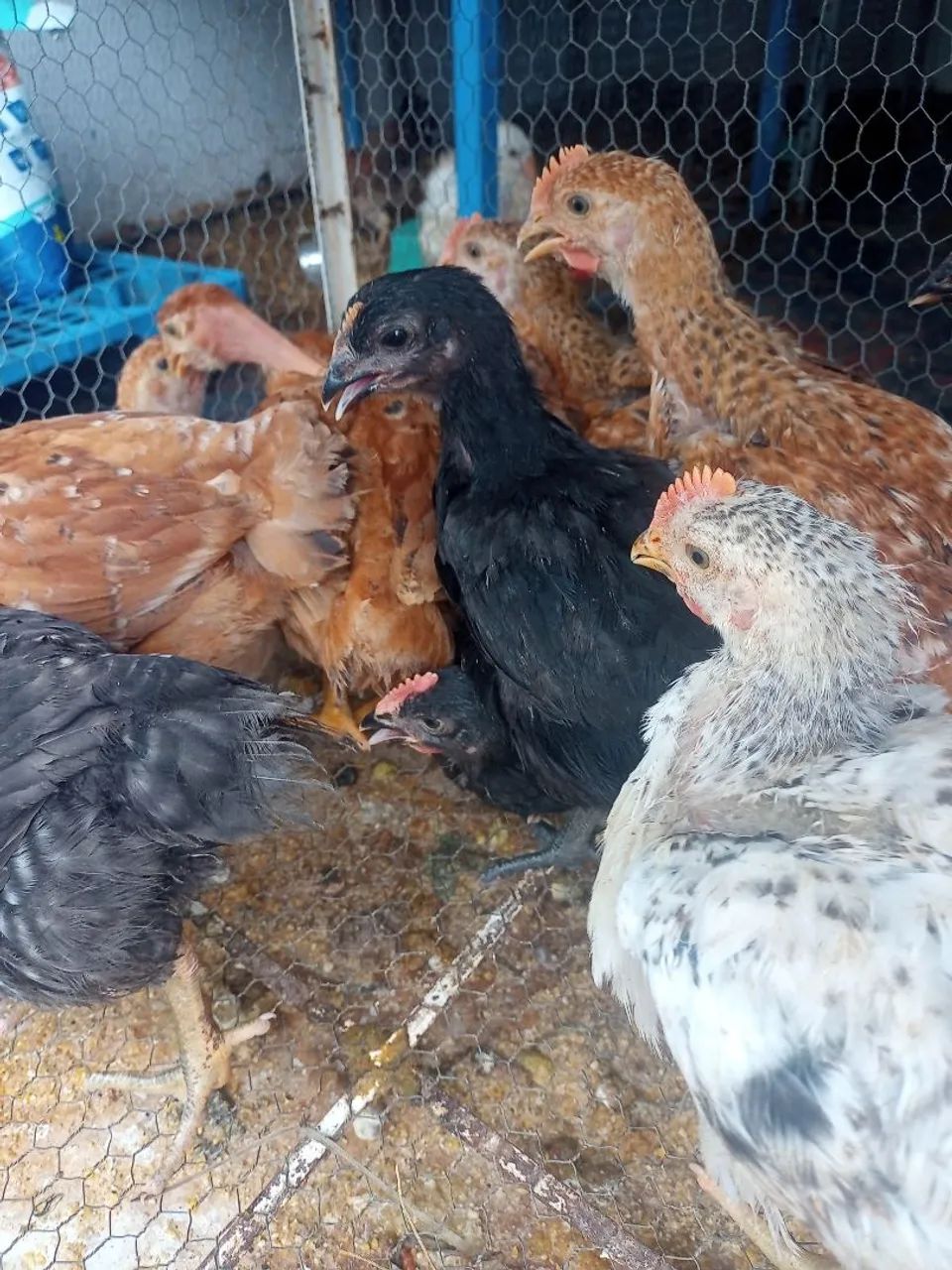 Frangos de raça pura - Galinhas e Galos