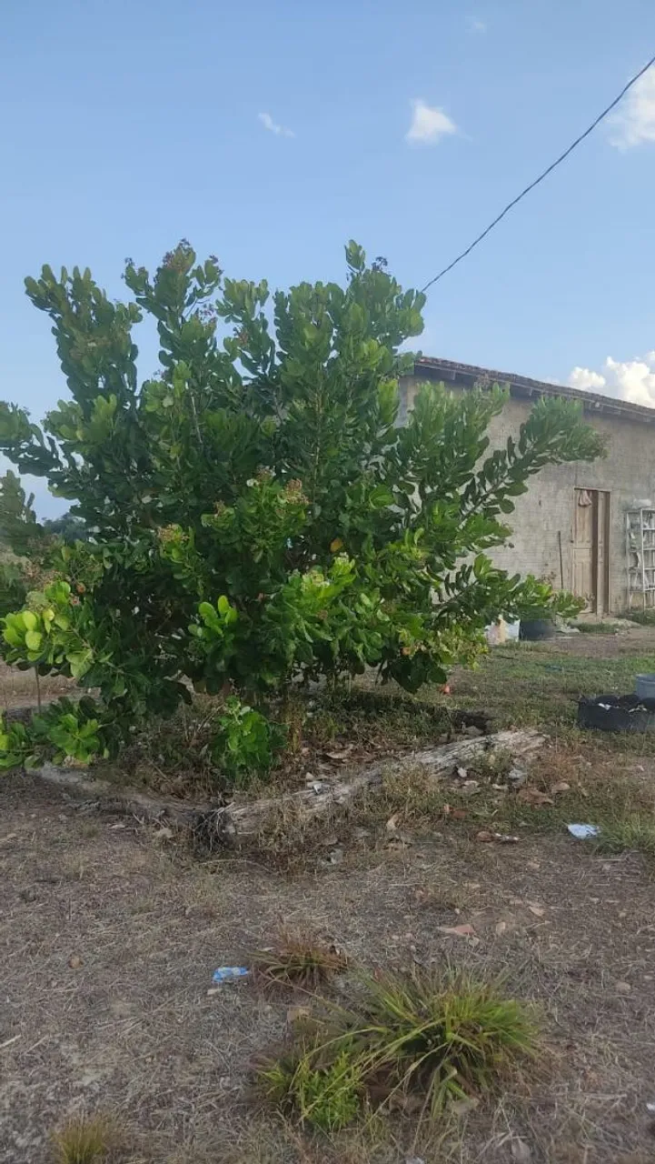 Vendo Sitio 10 hectares ou Troco por Carro + Volta