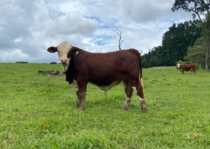 Touros Reprodutores Hereford e Braford. - Foto 4