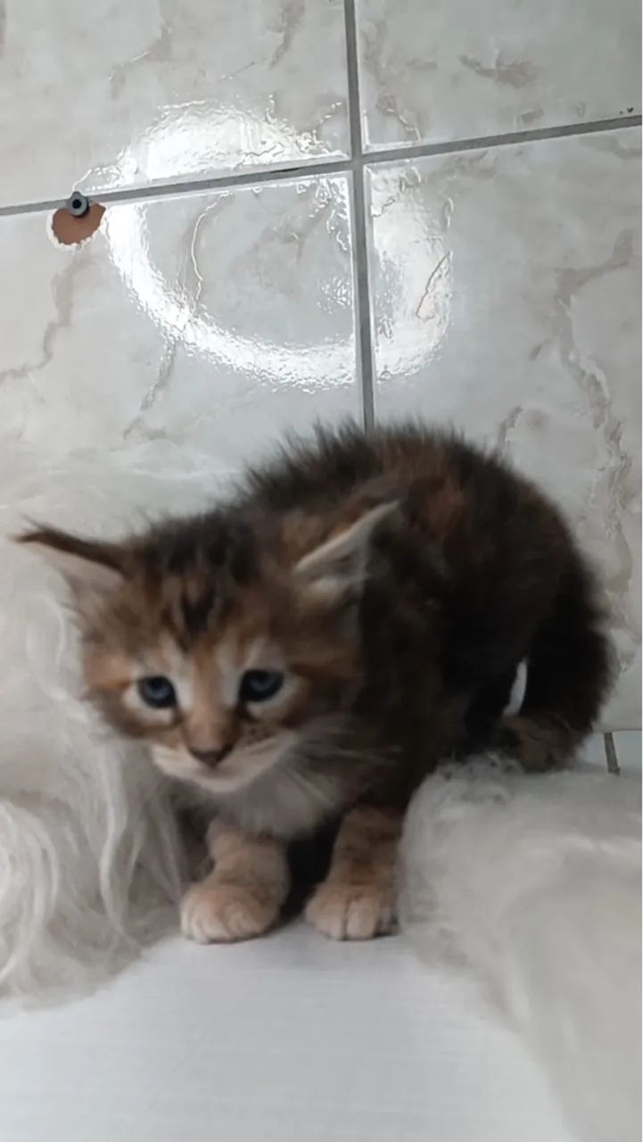 Maine Coon macho - Um gigante gentil pronto para te encantar! - Foto 3