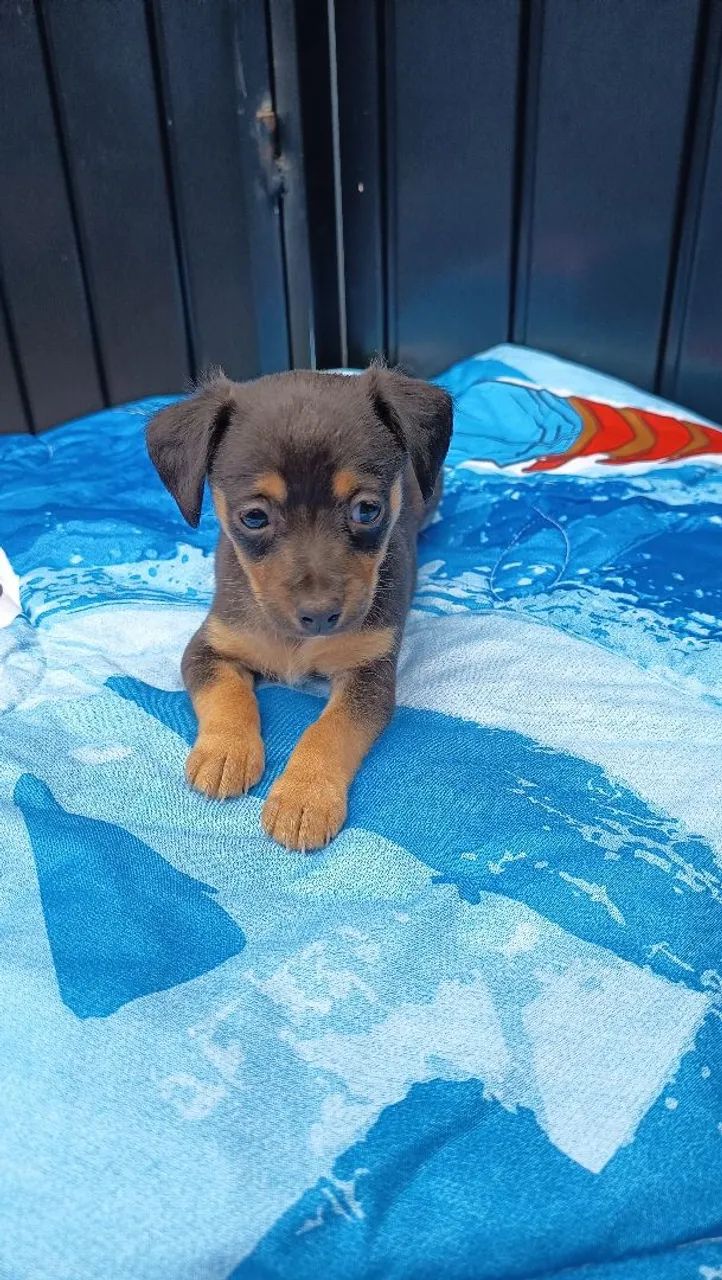 Lindos filhotes de pinscher macho e femea parcelo e entrego  - Foto 3