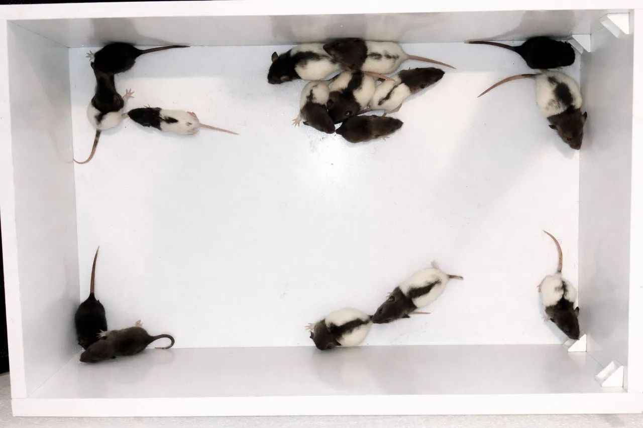 Filhotes de Rato Twister - Entrega a domicílio - Foto 2