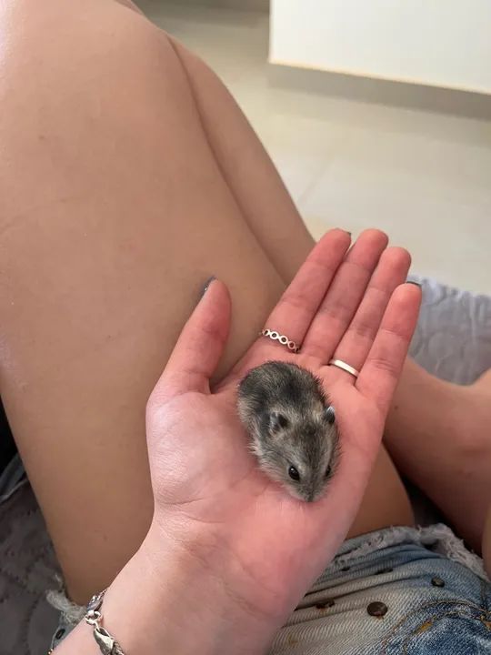 HAMSTER - Foto 3