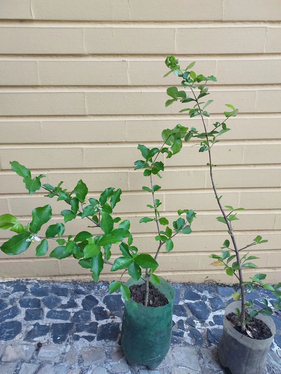 Mudas de Acerola lindas  - Foto 2