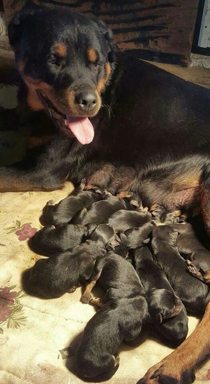 Rottweiler filhotes lindos so filhotes