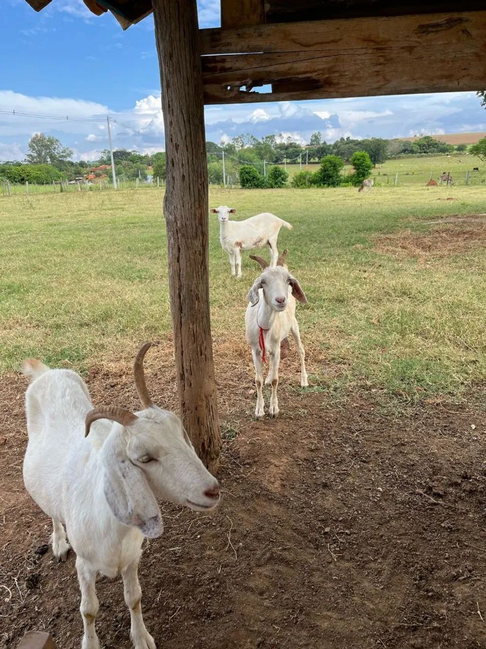 Cabras sanney Leiteira - Foto 5