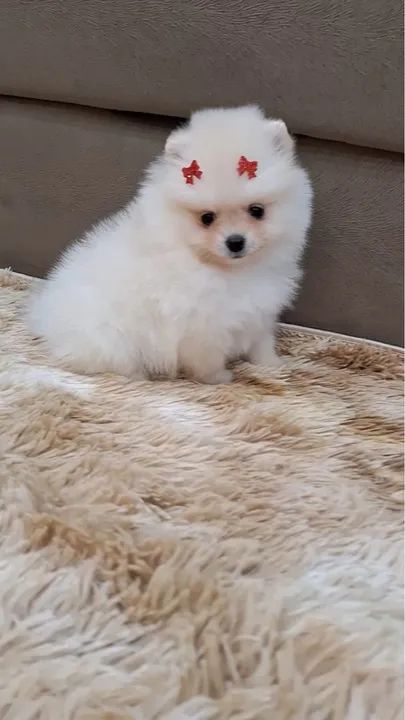 Filhote de Spitz Alemão - MICRO  - Foto 3