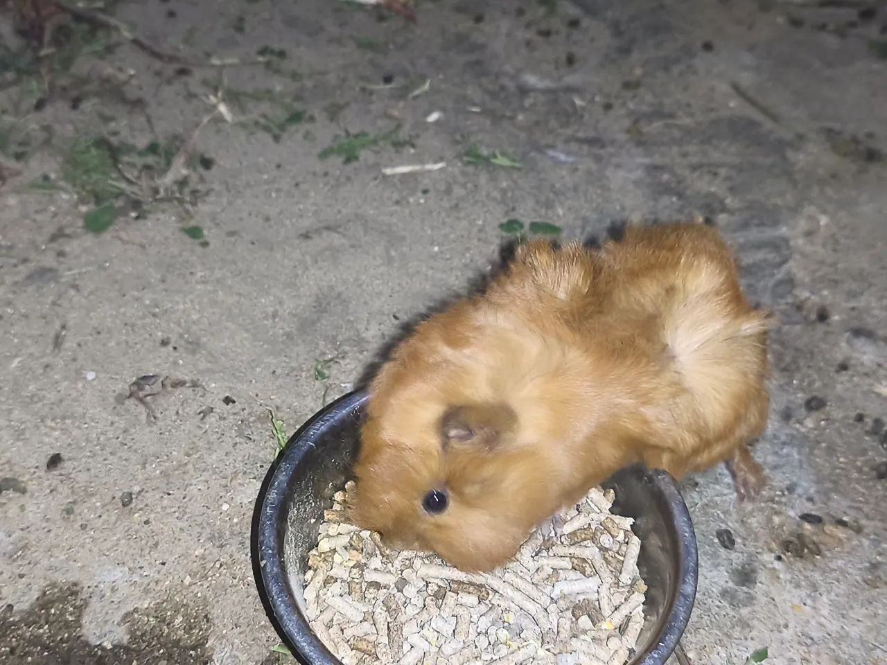 .Porquinhos da índia. Peruano64167789315074124