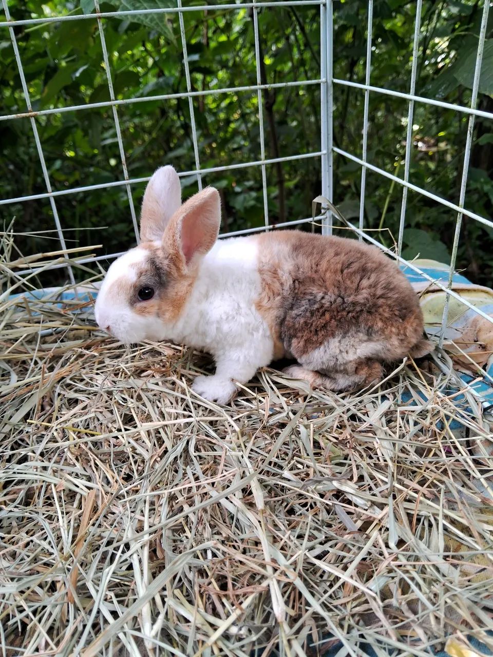 A3M-Coelho Mini Rex, arlequim camurça-PROMOÇÃO- ( leia a descrição do anúncio  - Foto 6