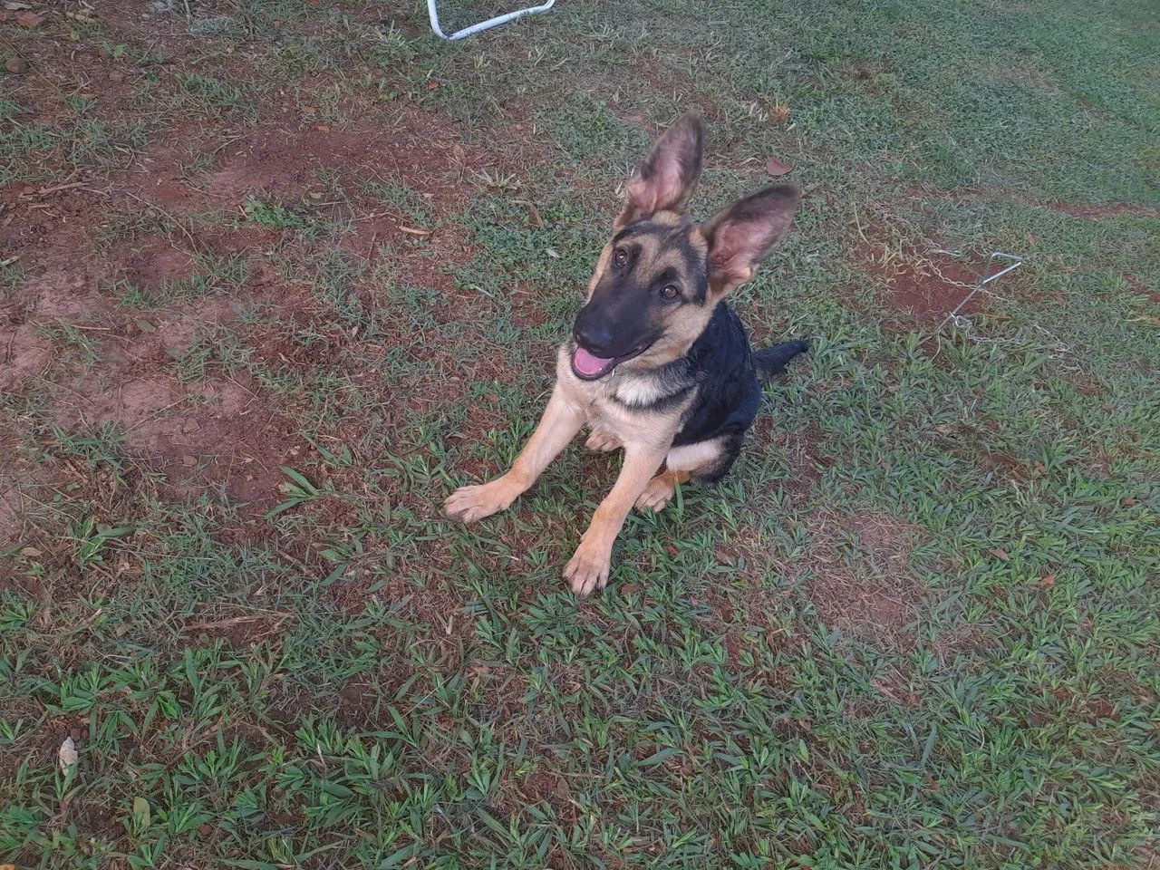 Filhote de Pastor Alemão - Foto 3