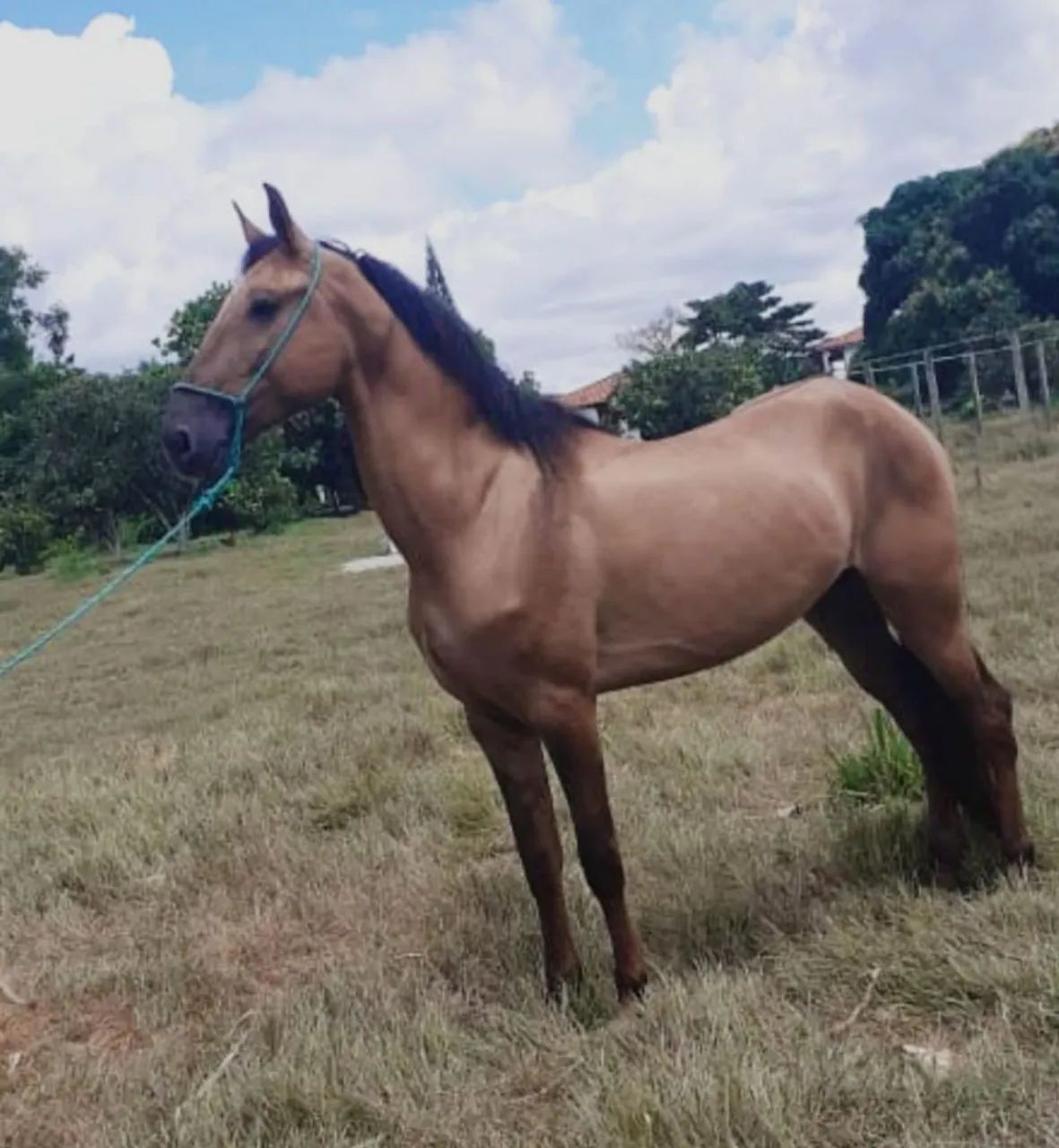 Garanhão Campolina - Foto 2