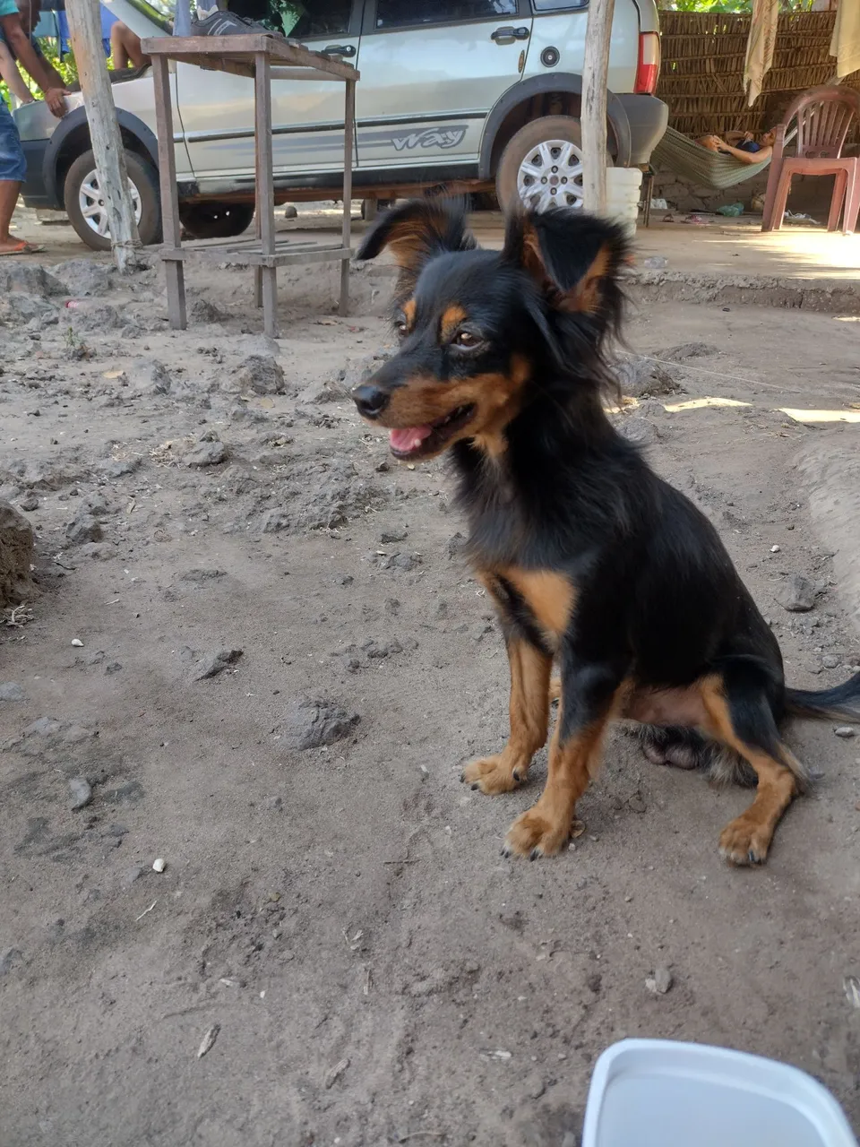 Filhote de Pinscher - A procura de "Namorada".
