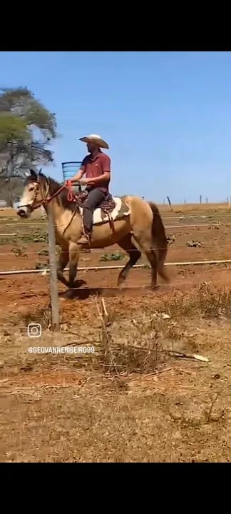 Égua Manga Larga X Campolina  - Foto 6