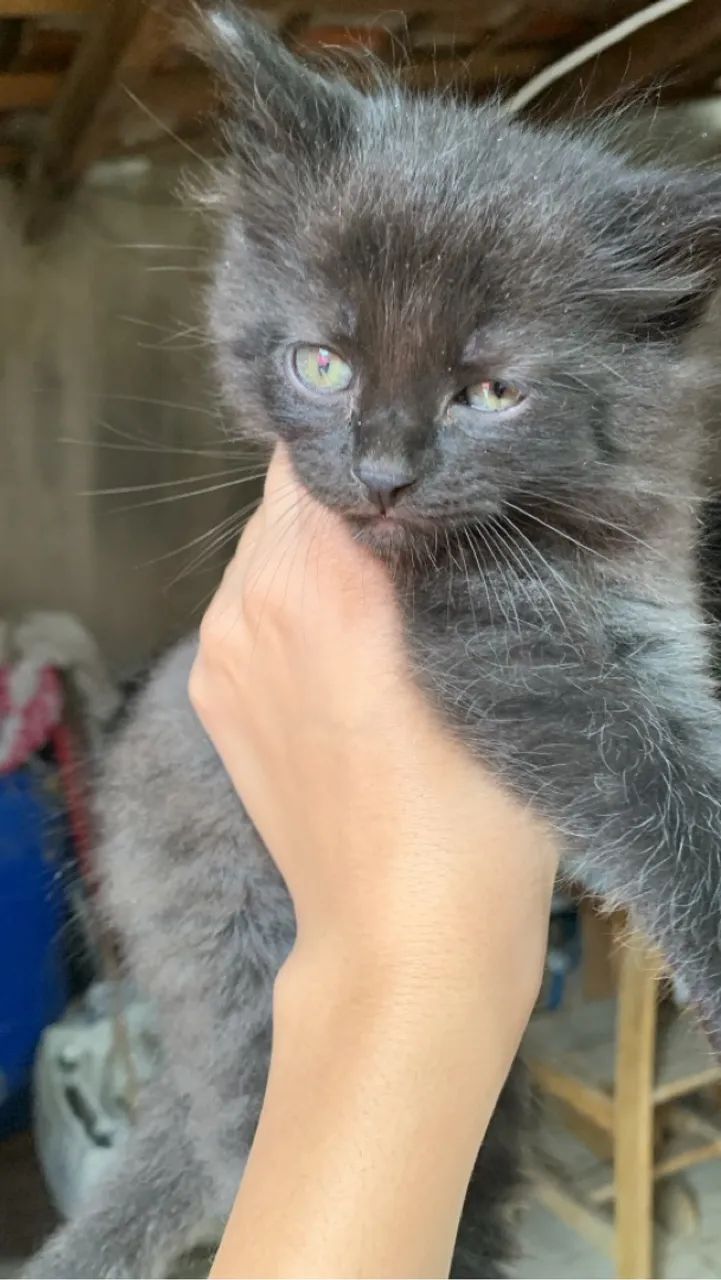 Gatinho macho filhote