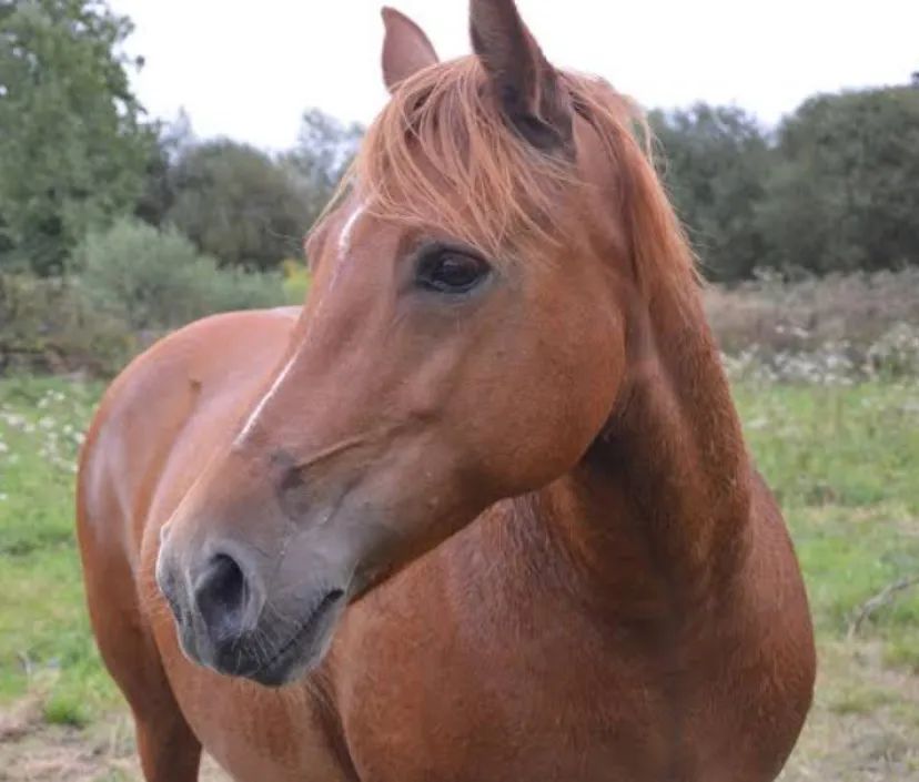 Cavalo castanho - dócil e bem cuidado