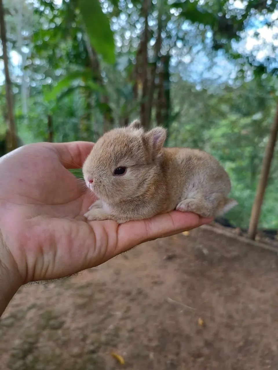 COELHINHO ANÃO - NETHERLAND DWARF - MENOR DO MUNDO - Foto 5