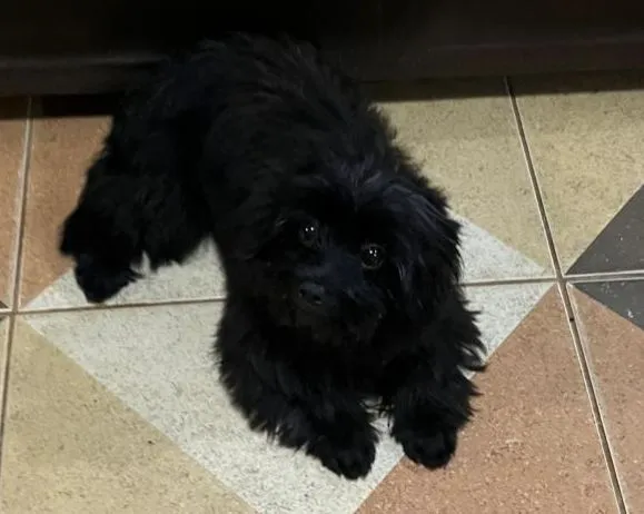 Spitz alemão pomerania linda ela,