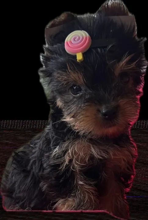 "Yorkshire de Alta Qualidade à Venda - Filhotes Super Charmosos!"