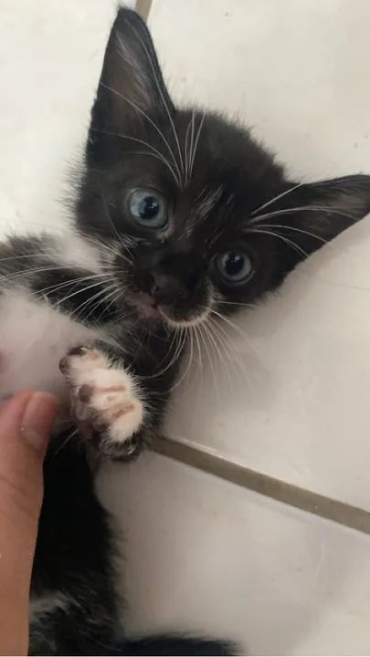 Gatinhos para adoção 