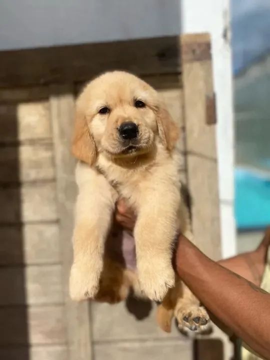 Golden conquista em silêncio 