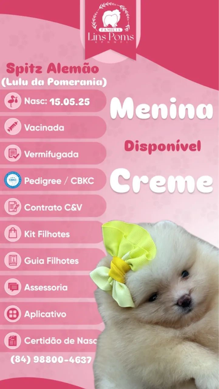 Lulu da Pomerania fêmea creme - Foto 4