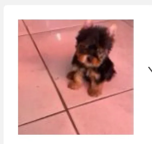 Filhote de Yorkshire Terrier