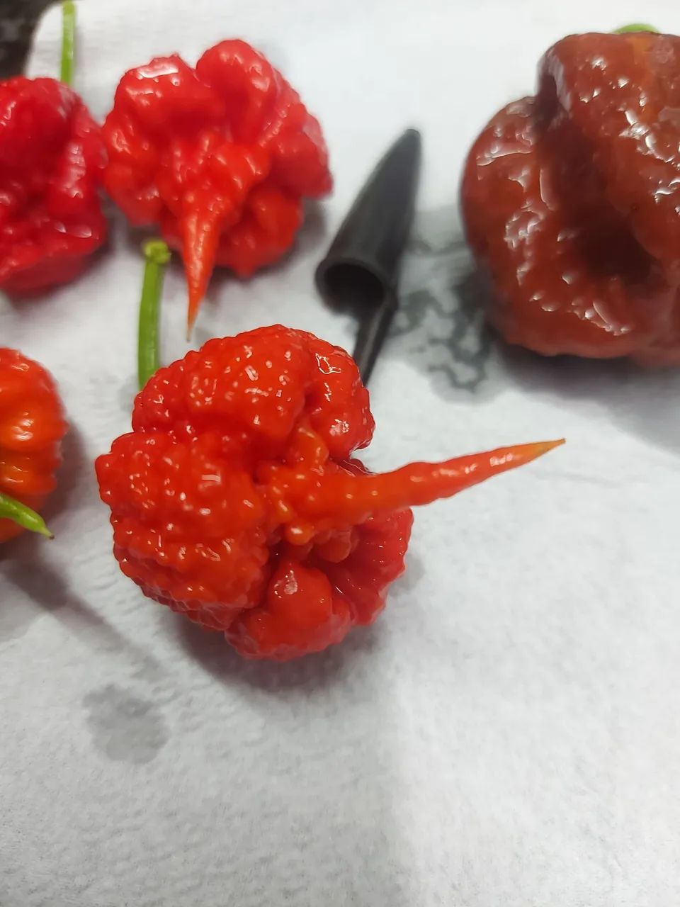 Molhos e Pimentas vulcânicas. Pimentas In natura e desidratadas. - Foto 3