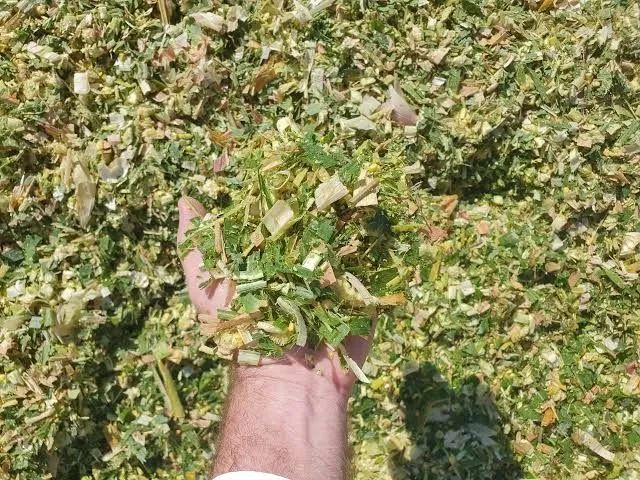 Silagem de palha do milho 