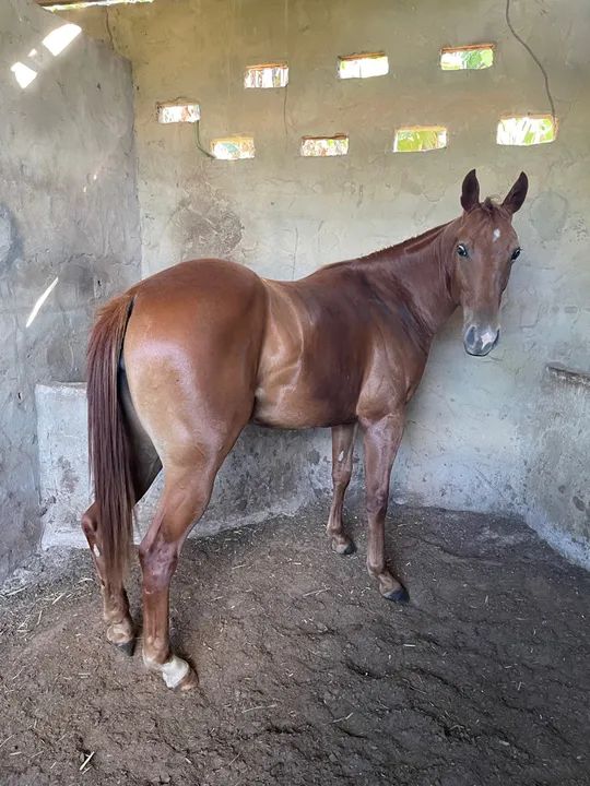 Potra Quarto de Milha PO - Foto 2