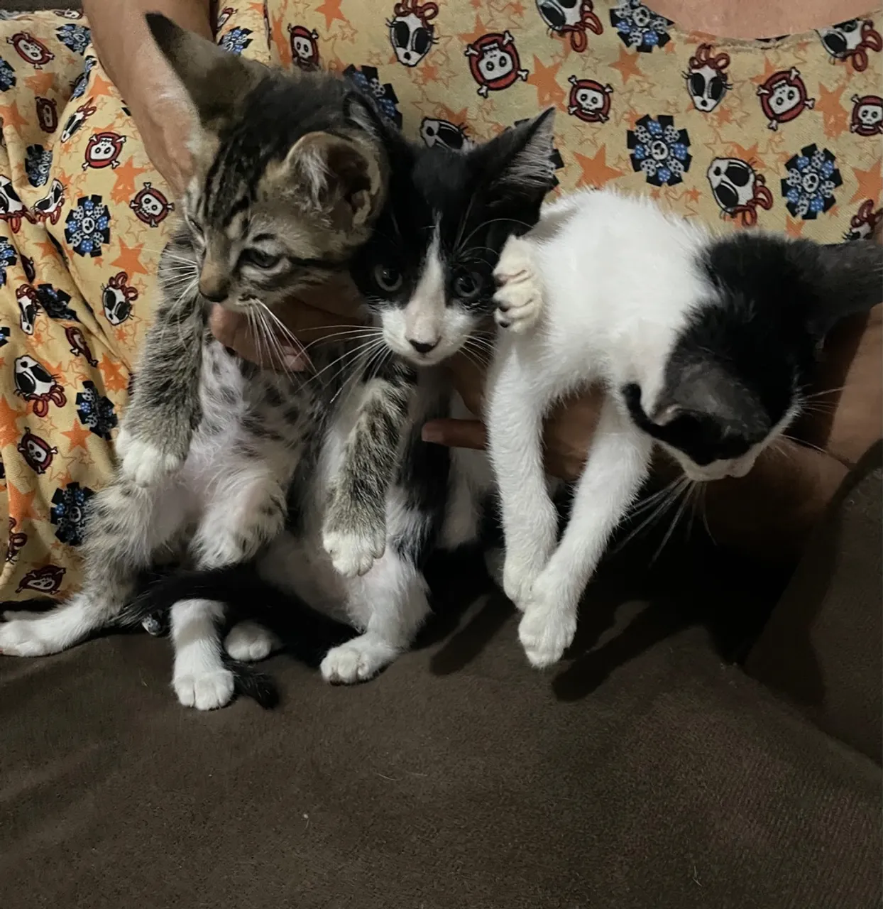Gatinhos filhotes para adoção