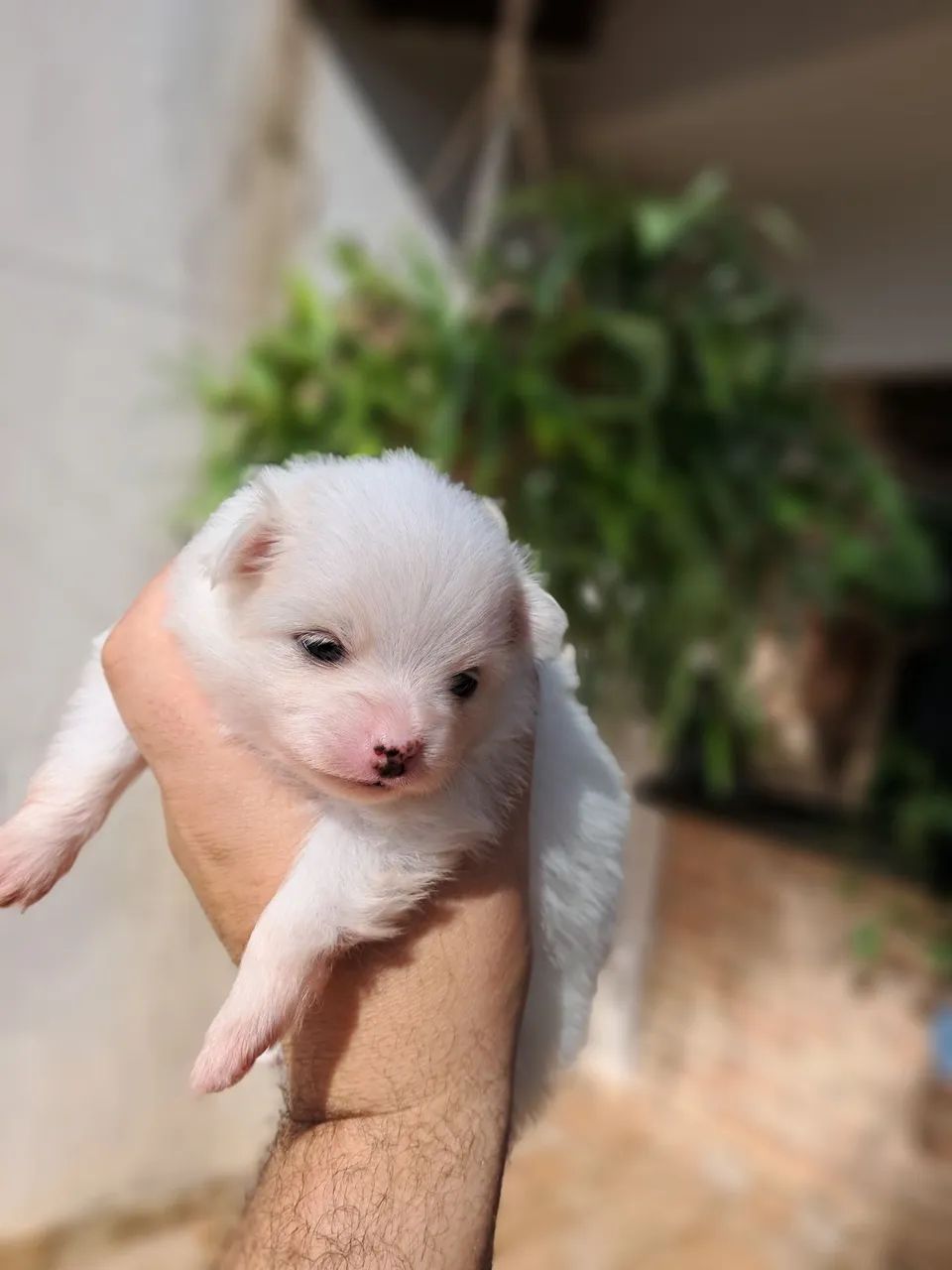 Spitz Alemão 3 Femeas 1 Macho - Cachorros - Parque Residencial Ana