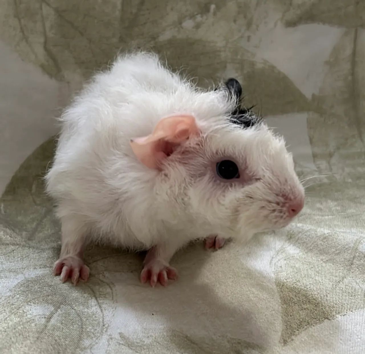 Porquinha da índia  - Foto 5