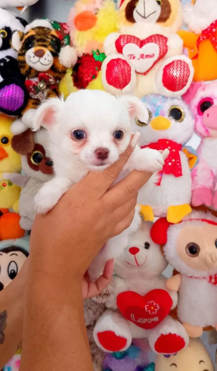 Chihuahua macho pelo longo promoção