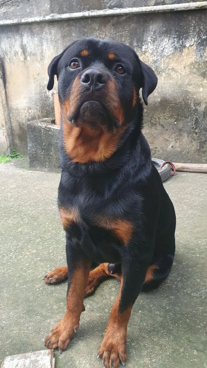 Rottweiler  - Foto 2