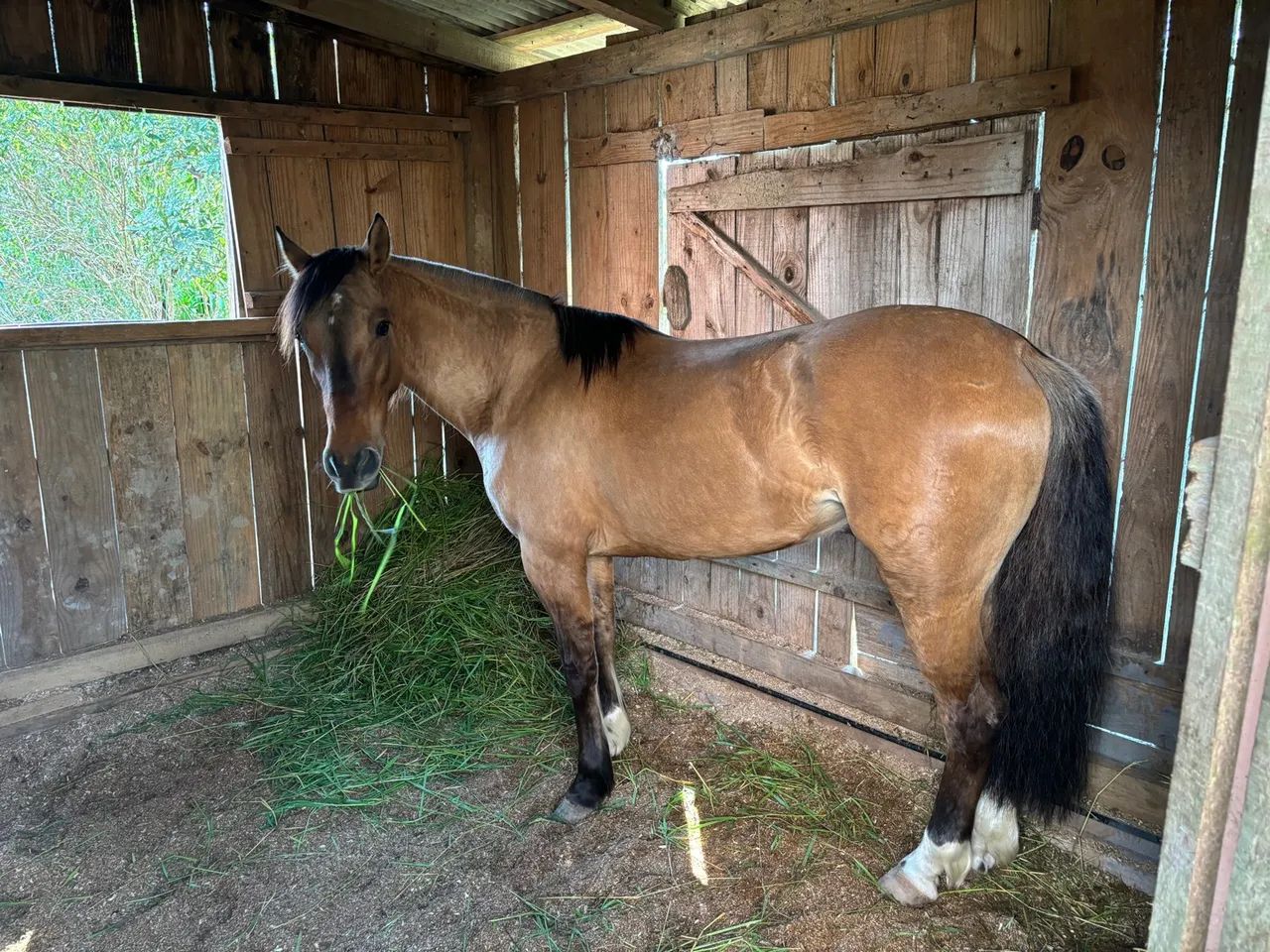 Égua crioula apta pra qual quer prova da raça!!! - Foto 6