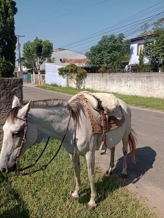 Vendo égua tordilha 9 anos  - Foto 4