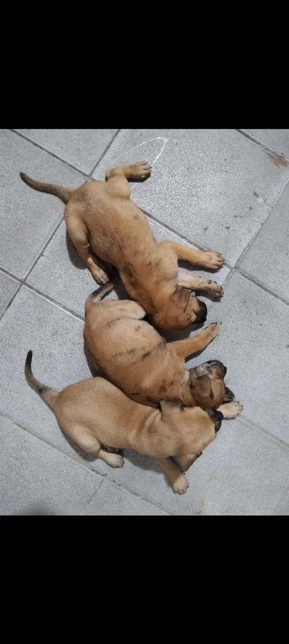 Doação cachorrinhas - Foto 2