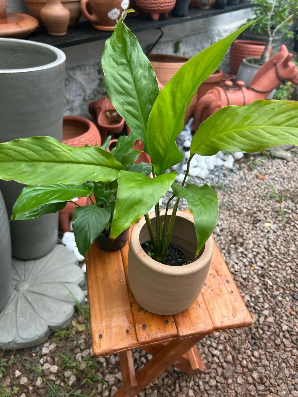 Plantas variadas 