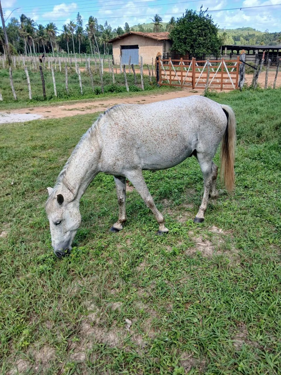 Vendo cavalo mestiço de manga larga. - Foto 4