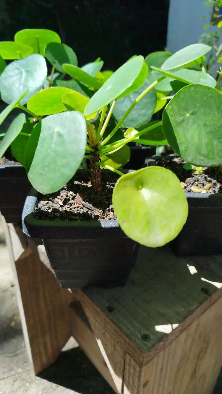 Pilea - Foto 4