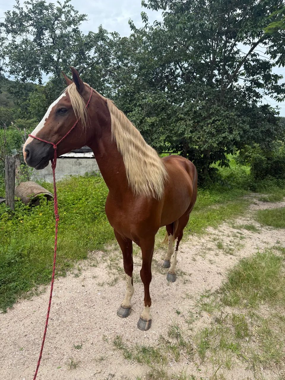 Cavalo manga larga alazão loiro  - Foto 2
