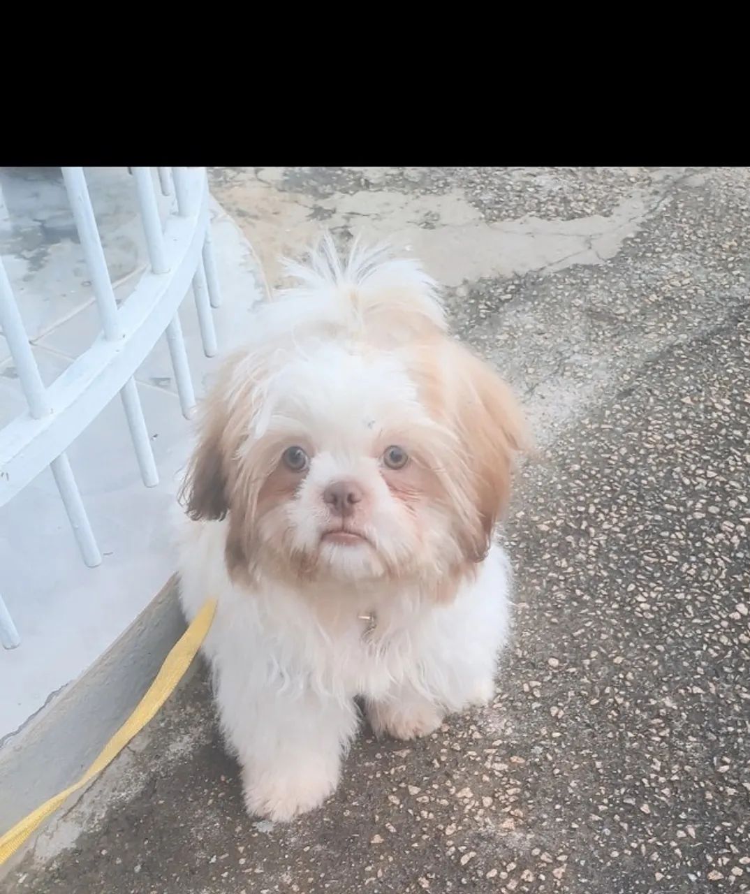 SHIH TZU Cachorro para cruzar